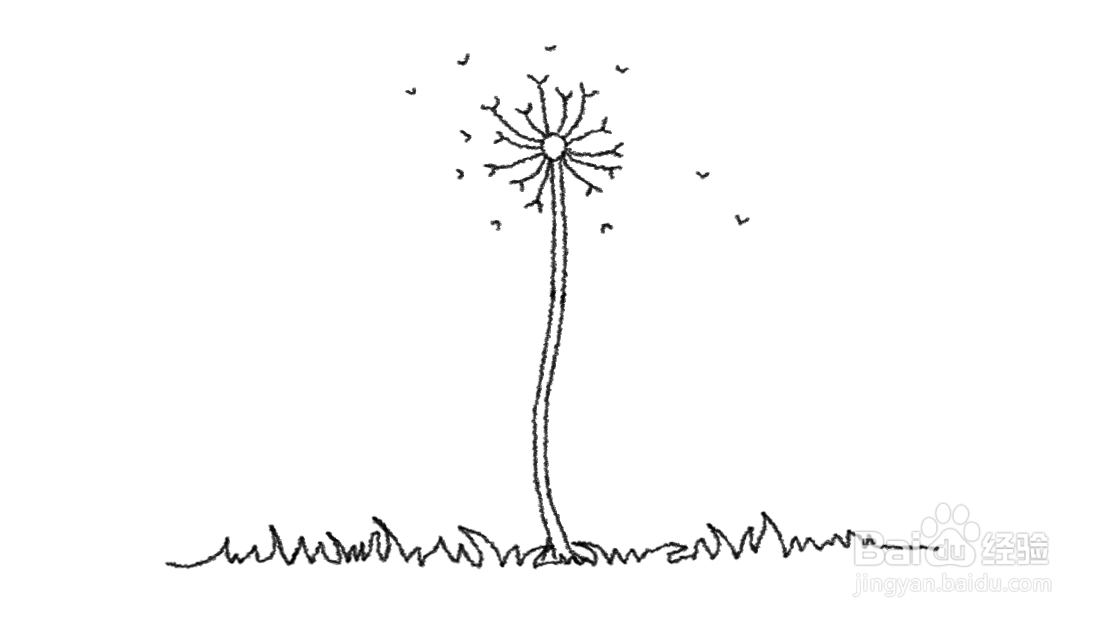蒲公英花怎么画
