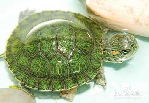 乌龟出眠后温度又下降了怎么办