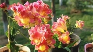 3种花比香水好闻，随便养1盆，异味跑光光