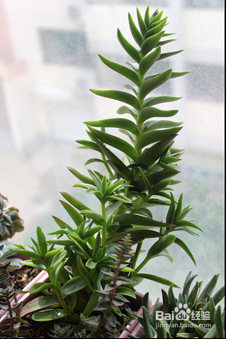 三伏天，损失惨重