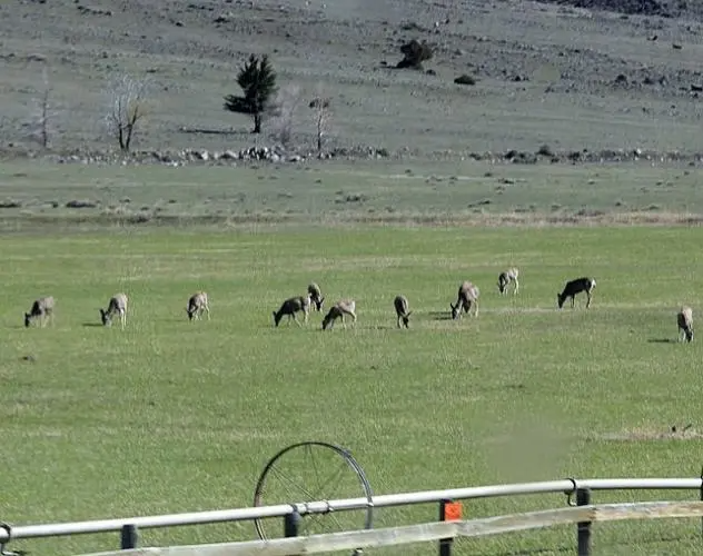 黄石牧场真实存在吗