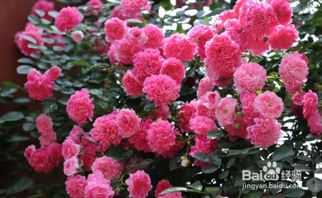 在家里怎么种蔷薇花?