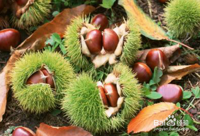 秋季适宜吃的水果有哪些