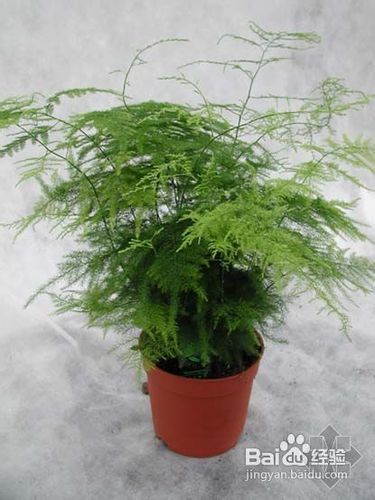 办公桌植物有哪些