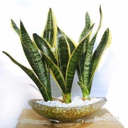 可以净化空气的盆栽,除甲醛植物