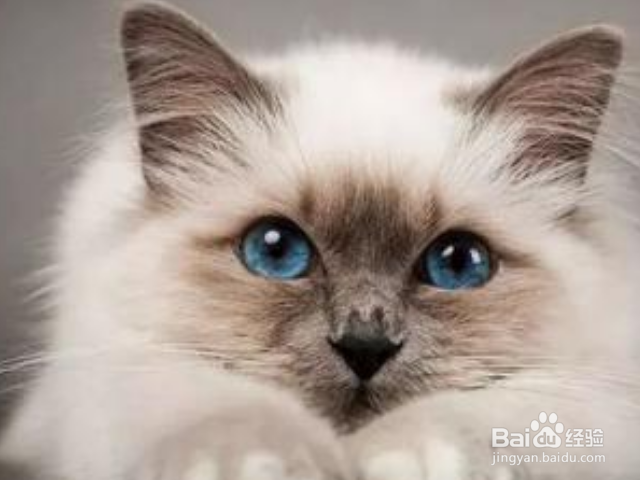 如何从猫咪的胡须读懂猫咪的心理