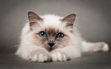 收养9猫相继摔死给我们的启示