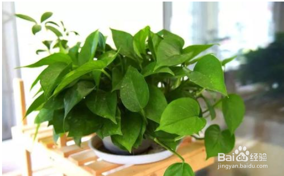 装修后可以选择那些植物放室内