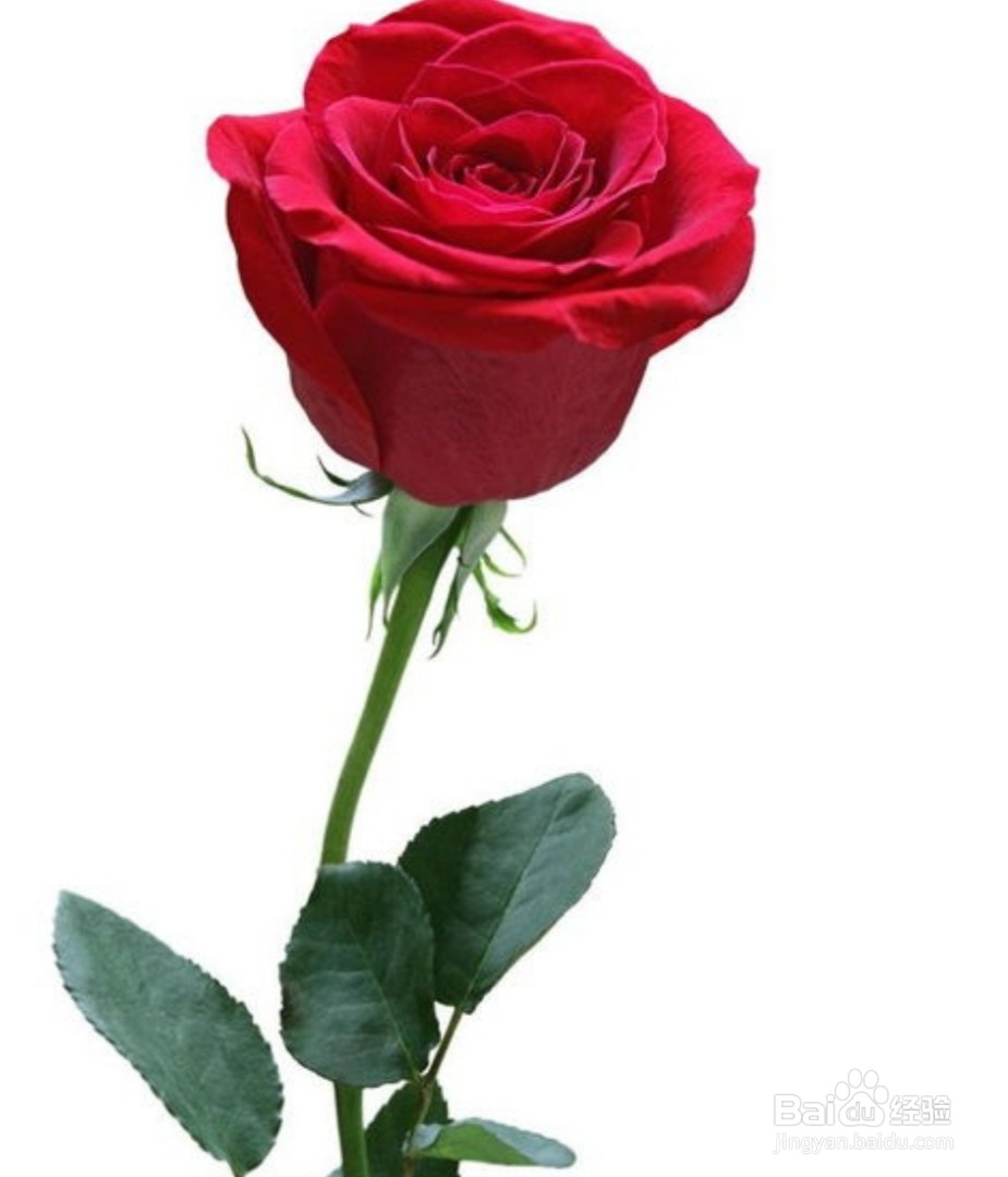 玫瑰花瓣边缘发黑怎么处理