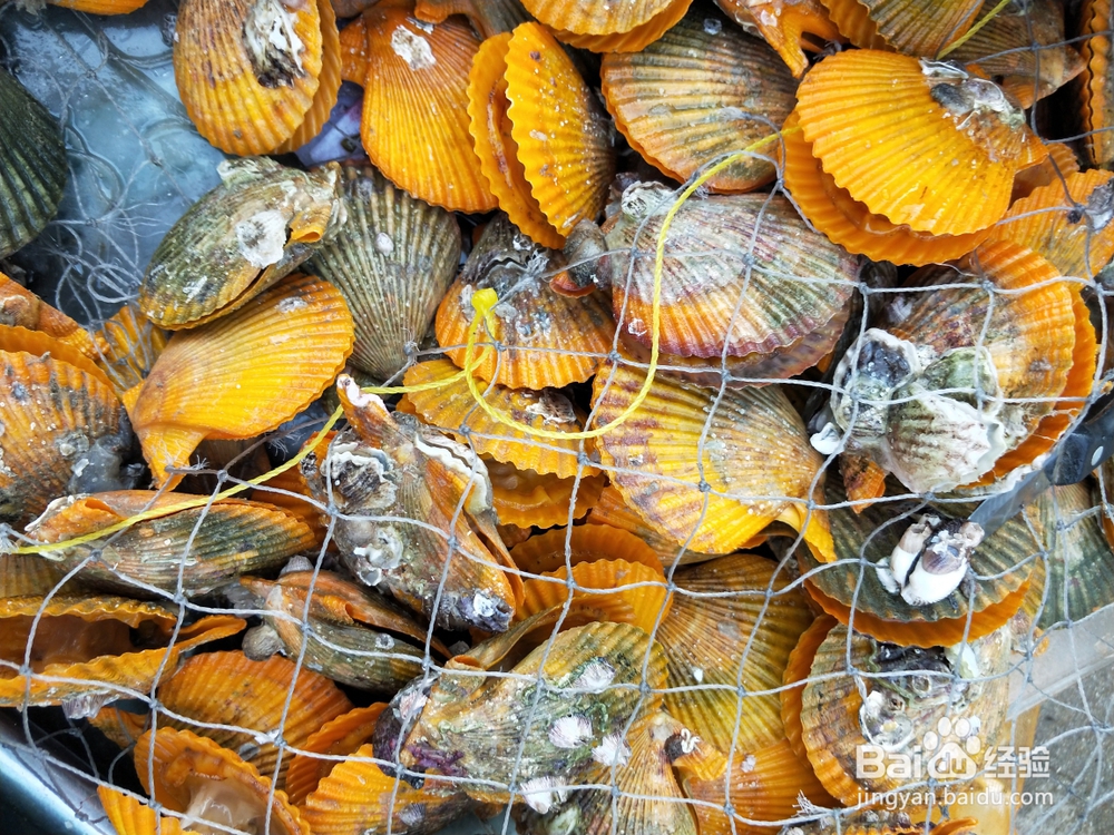 教你怎么做蒜蓉蒸扇贝