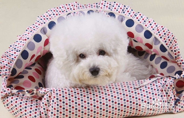 狗狗脚掌老茧磨破化脓怎么办