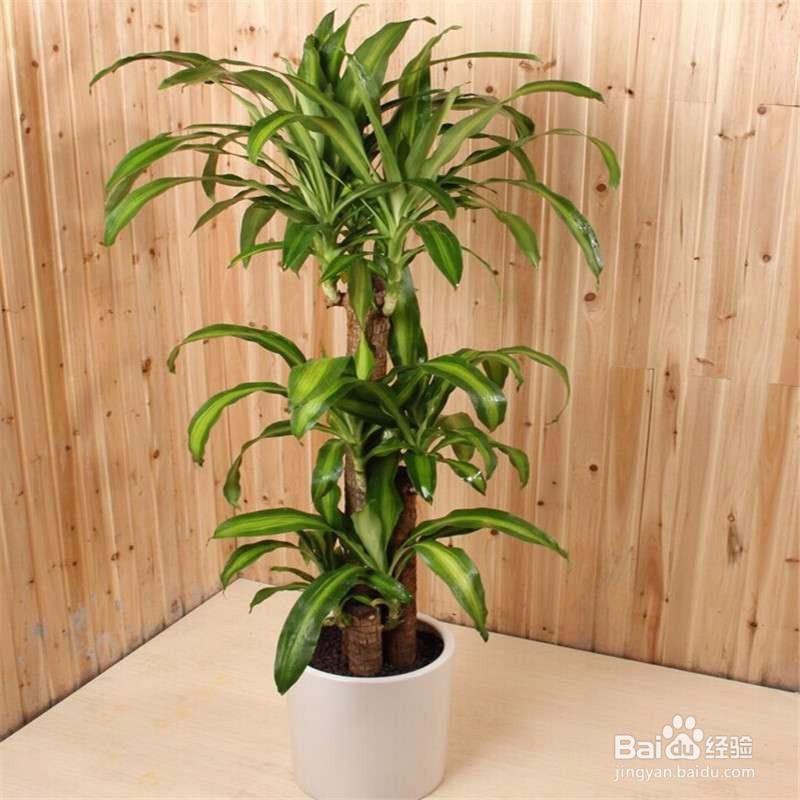 如何养好巴西木