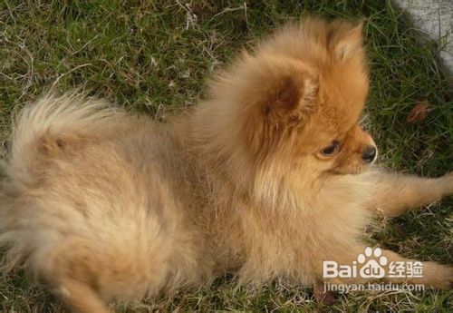 护理犬不生病的方法