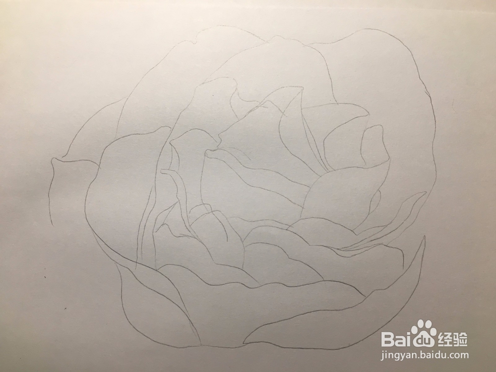花卉简笔画：画一朵月季花 月季绘画教程 儿童画