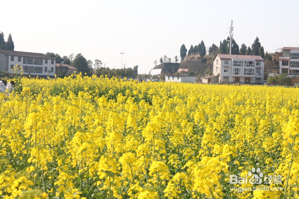 这个季节去哪里赏油菜花最惬意