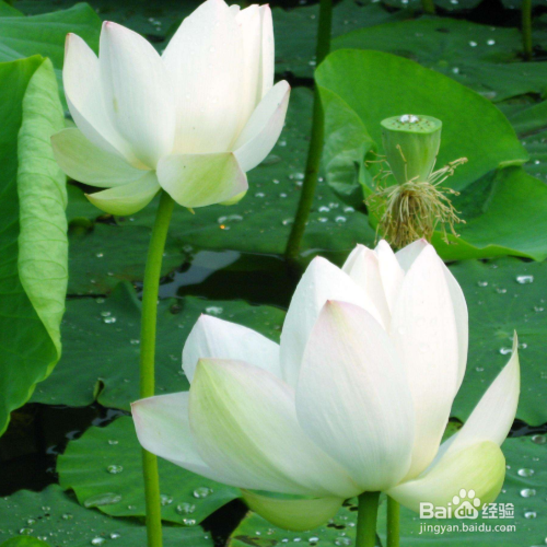 荷花种子的种植方法