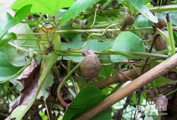 黄独的果实食用方法