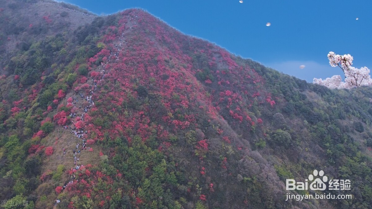 通天蜡烛山看杜鹃花攻略