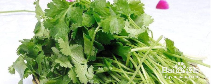 水养香菜的正确方法