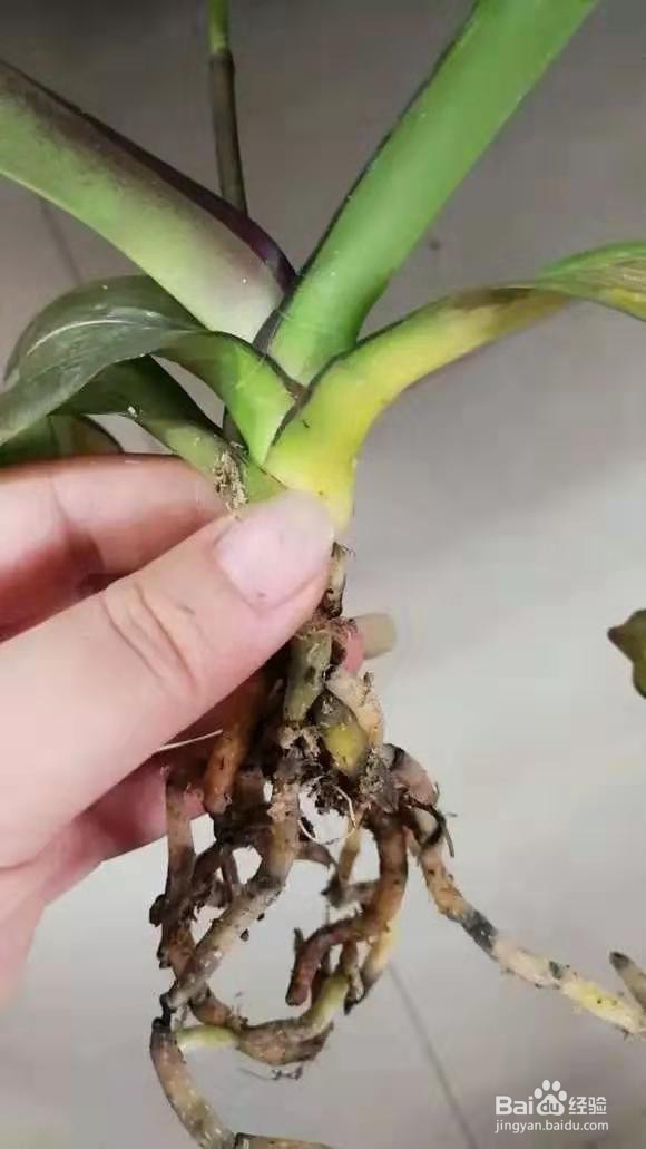 养花别乱换盆，否则黄叶枯萎不开花，越长越差