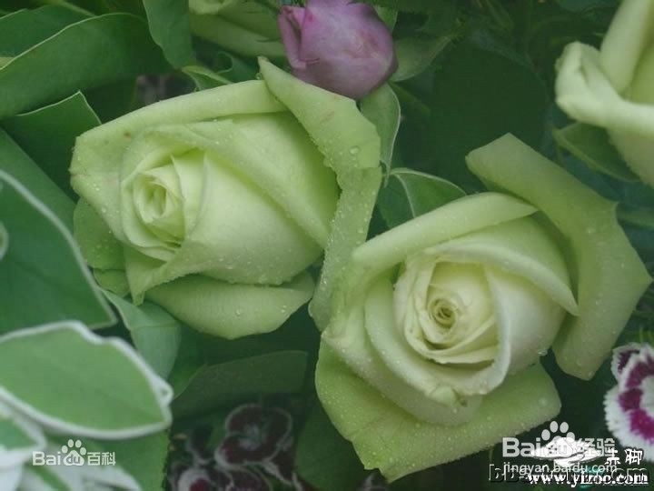 给女票买哪种玫瑰好呢