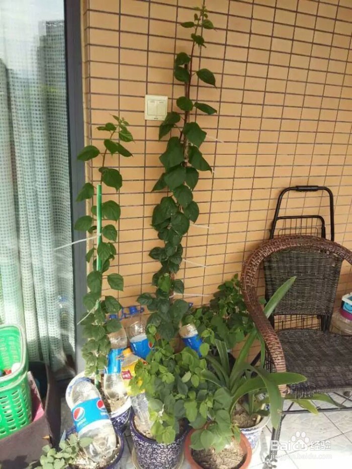 出差后自动浇花出门自动浇灌滴水花草保命方法