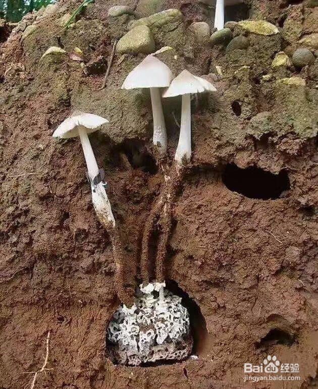 空气能鸡枞菇烘干机黑鸡枞烘干机的烘干效果