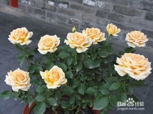 纯天然的养花肥料，拿来养花效果杠杠滴