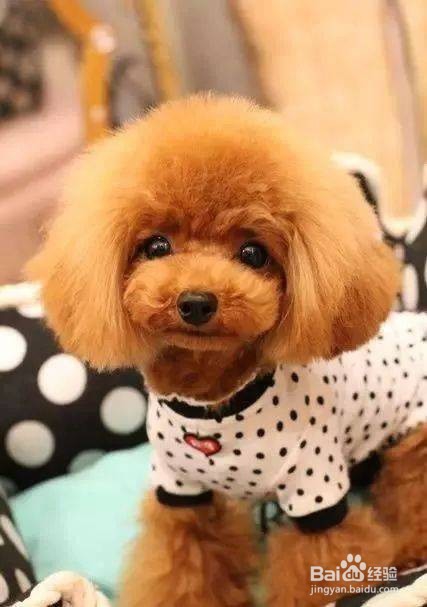 泰迪狗不爱吃狗粮怎么办