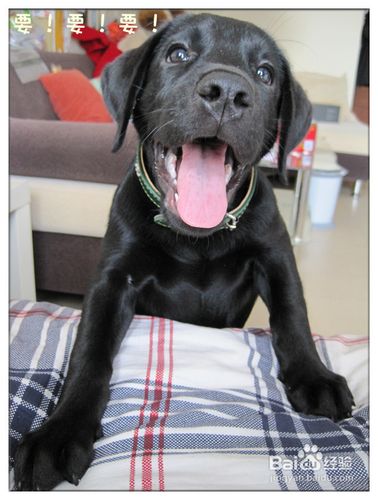 当我们在训练拉布拉多犬排便要注意细节