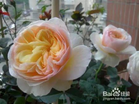 老花农的一颗月季真漂亮，难怪给他多少钱都不换