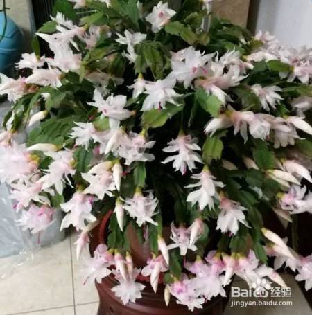 花盆边戳个洞，埋点它，花猛蹿狂长，叶子长成绿瀑布!