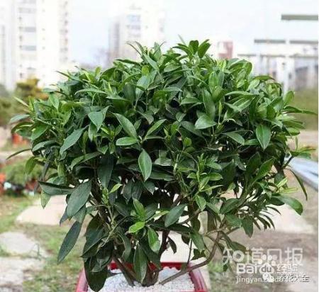 雾霾天,这20种花摆在家里最吸霾!