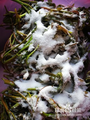 健康养生佳品腌香椿芽（简单易学）的做法