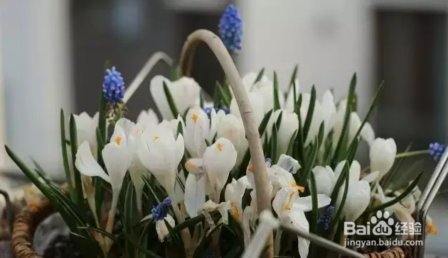球根植物种植