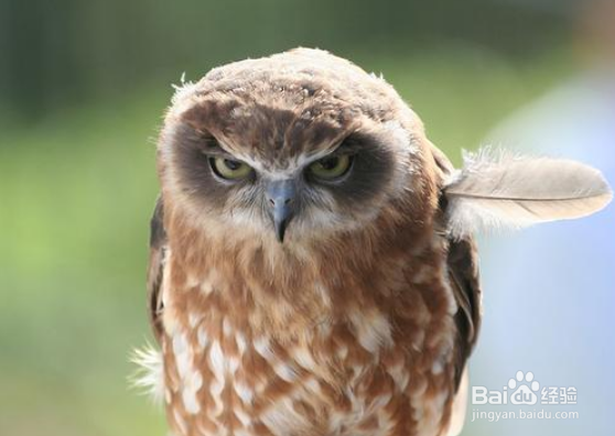 尼康d800如何设置对焦拍摄飞鸟