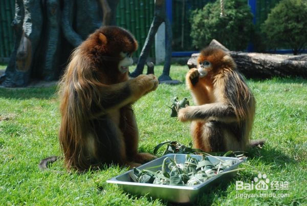 大连森林动物园攻略