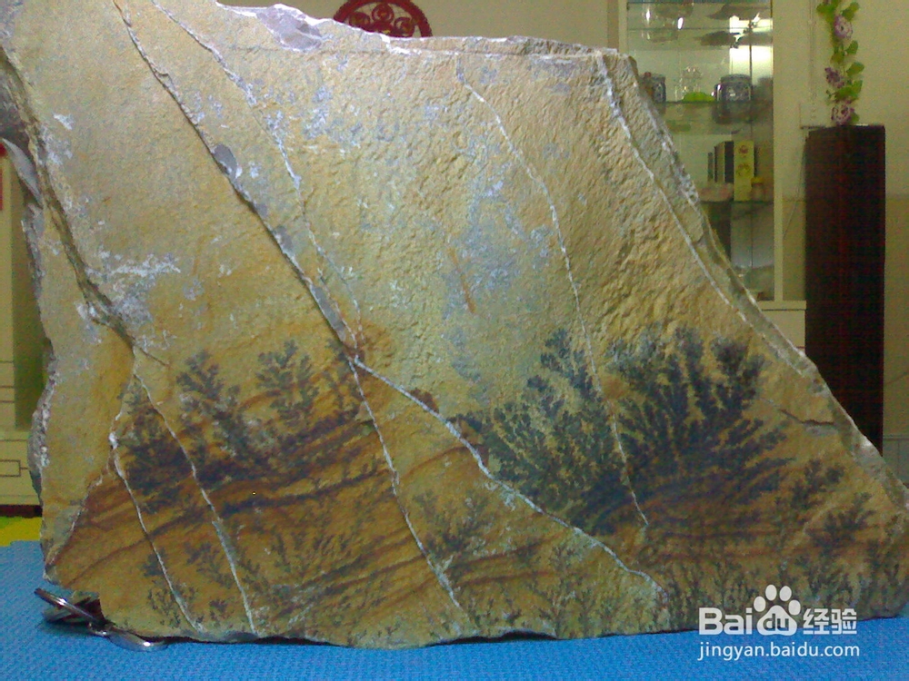 常见化石识别与鉴定方法