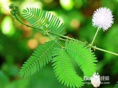 独特的几种“花”的花语