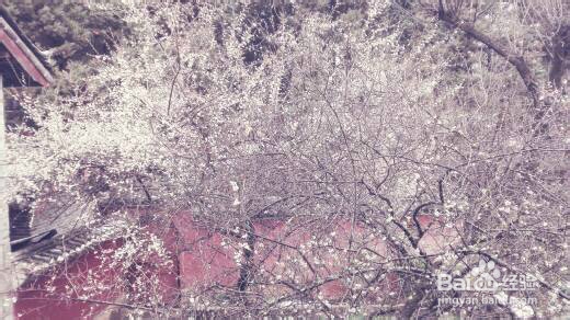 丽江雪季旅游攻略