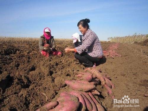 如何防止红薯开裂