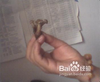 东北名菜-----小鸡炖蘑菇