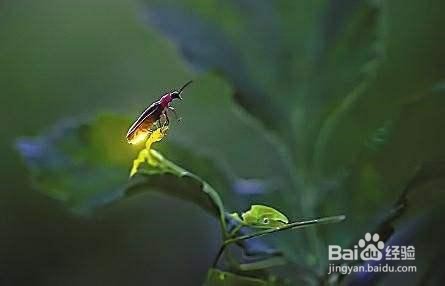 萤火虫是如何发光的