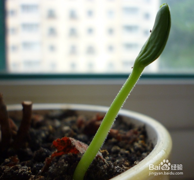 如何防止植物小苗发霉 百度经验