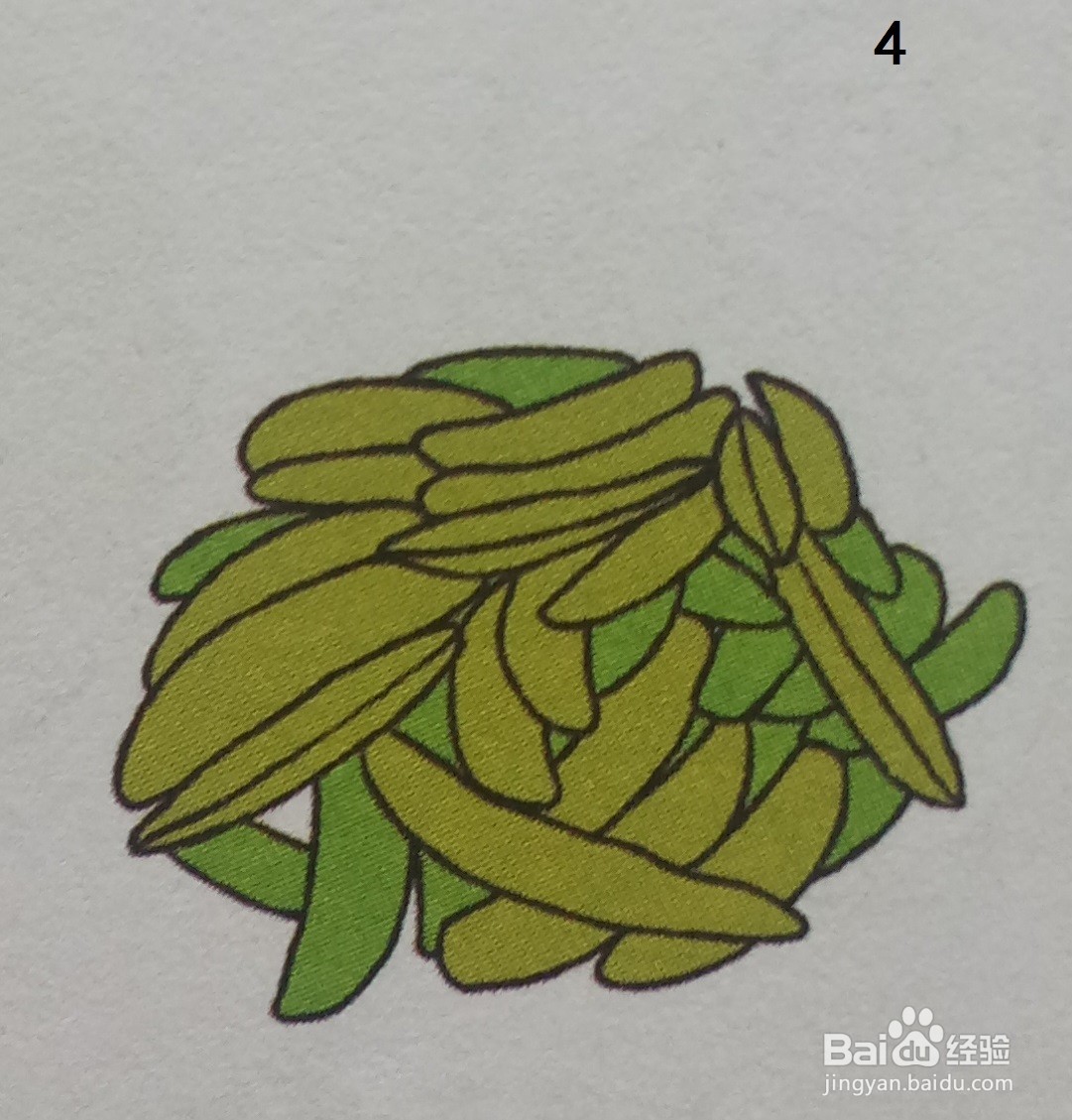 黄绿色食物篇联想篇：毛豆的简笔画法