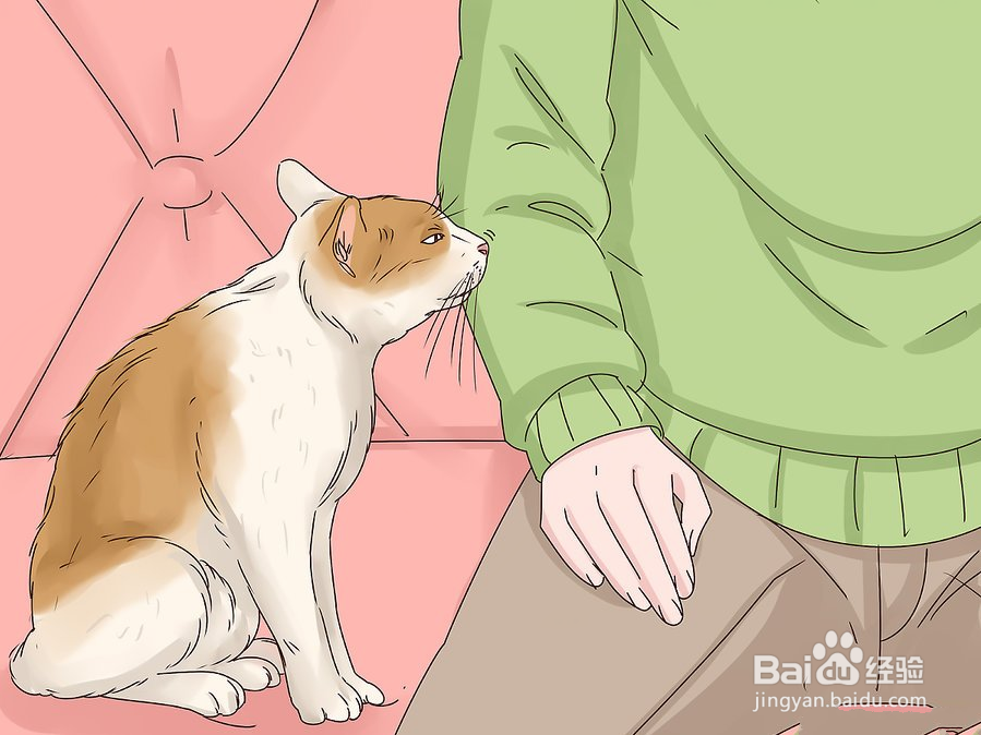 教你3种方法快速撸猫