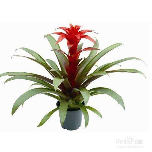 水塔花枯萎了怎么处理?