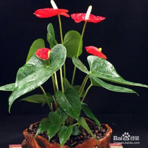 白掌的花开了多少年?