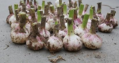 家庭种植--盆栽大蒜