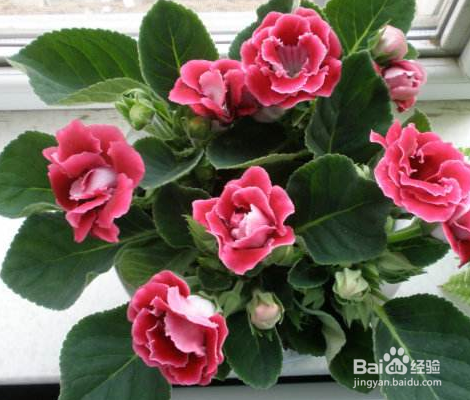 大岩桐要怎么栽培管理？